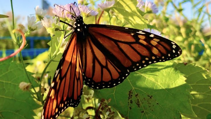 Monarch-Butterfly-1228x691